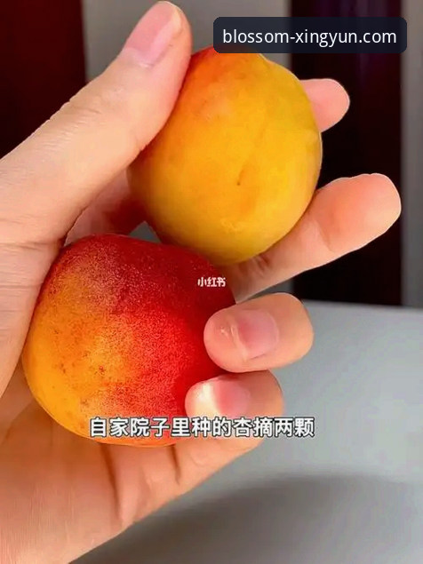杏运App安装 杏运App安装如何影响体育娱乐体验?2026新版升级带来哪些改变?